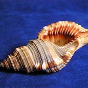 Atlantic Hairy Triton