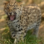 Leopard Cub