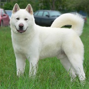 Japanese Akita Inu