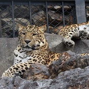 Dalian Forest Zoo, Dalian, China