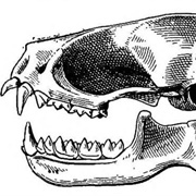 Southern Dog-Faced Bat