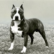 American Staffordshire Terrier