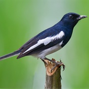 Oriental Magpie-Robin