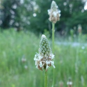 Ribwort
