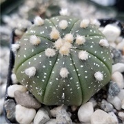 Star Cactus