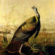 The American Wild Turkey Cock (John James Audubon)