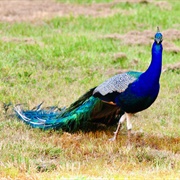 Peafowl
