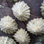 Rough Limpet