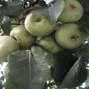 Apricot-Leaved Pear (Pyrus Armeniacifolia)