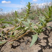 Povertyweed (Blitum Nuttallianum)