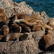 Spot Sealions & Fur Seals at Isla De Lobos, Uruguay