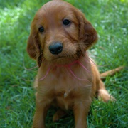 Irish Setter Puppy