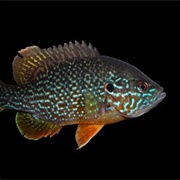 Freshwater Sunfish