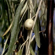 Russian Olive (Elaeagnus Angustifolia)