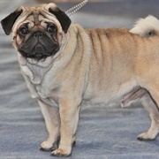 Pug