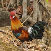 Junglefowl