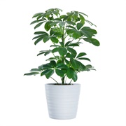 Schefflera Aboricola