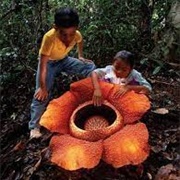 Worlds Largest Flower Rafflesia