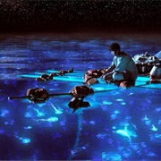 Bioluminescent Bays, Puerto Rico