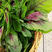 Green Amaranth (Amaranthus Hybridus)
