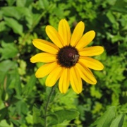 Black-Eyed Susan