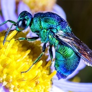 Cuckoo Wasp