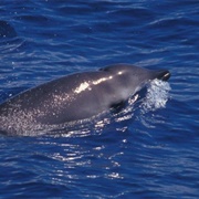 Gervai's Beaked Whale