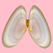 Tellin Seashell