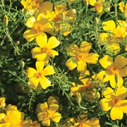 Lemon Marigold