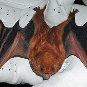 Eastern Red Bat