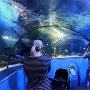 Sea Life Sanctuary Scarborough