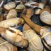Geoduck (Pacific Northwest)