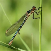 Damselfly