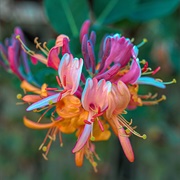 Honeysuckle