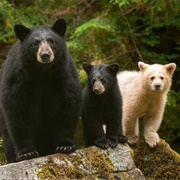 Great Bear Rainforest, Canada