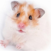 Hamster