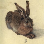 Young Hare (1502)