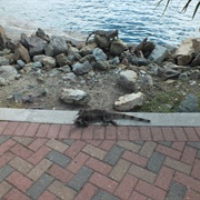 More Iguanas, Saint Thomas