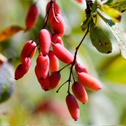 Barberry (Berberis Vulgaris)