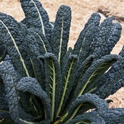 Cavalo Nero