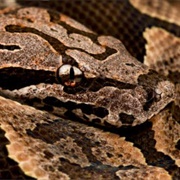 Dumeril's Boa