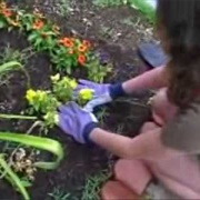 An Evil Pickle Video