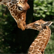Artis Royal Zoo (Natura Artis Magistra), Amsterdam, Netherlands