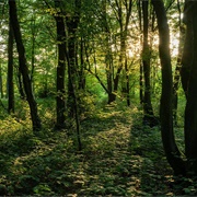 Dering Woods - The Screaming Woods