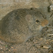 Yellow-Nosed Cotton Rat