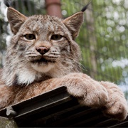 Alaska Zoo, Anchorage, Alaska, USA