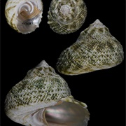 Green Star Shell