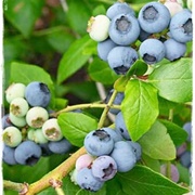 American Blueberry