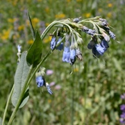 Tall Fringed Bluebell (Mertensia Ciliata)