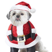 Dressed Your Dog in a Santa Outfit